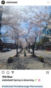 Spring trees in Chattanooga